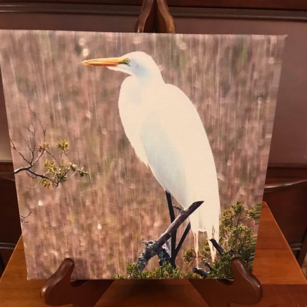 8 x 8 canvas photo of an a egret